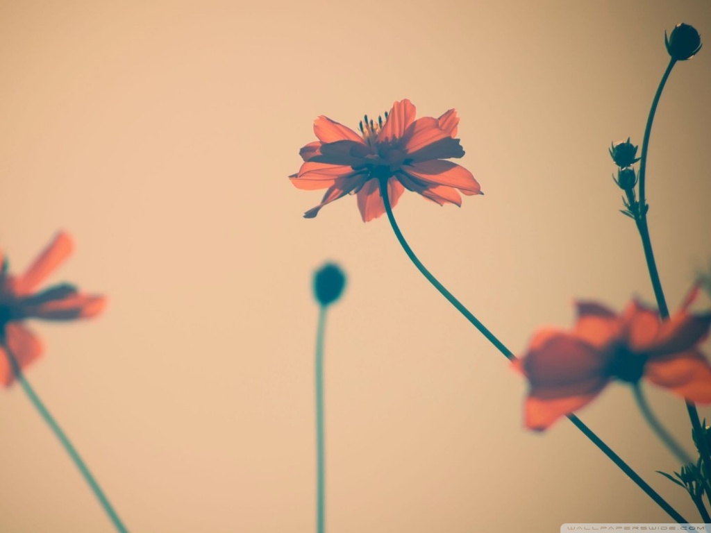 flowers_tumblr-wallpaper-1024x768.jpg